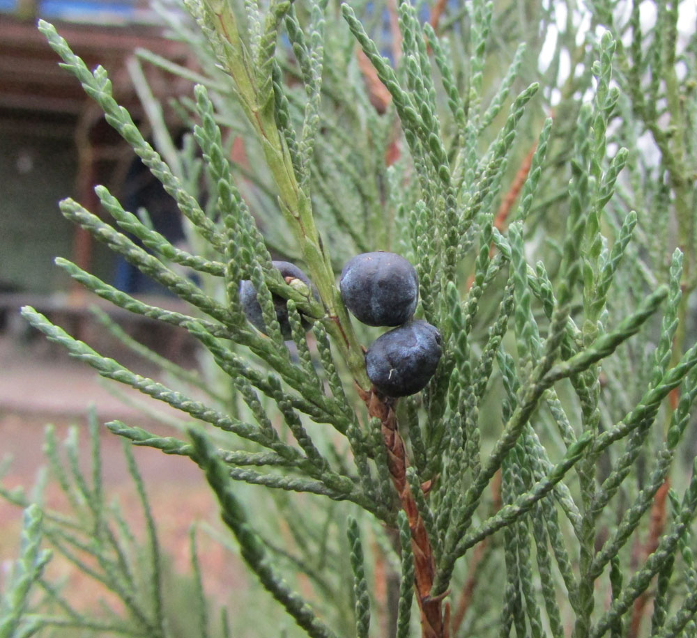 Изображение особи Juniperus scopulorum.