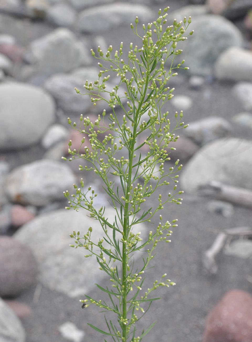 Image of Conyza canadensis specimen.