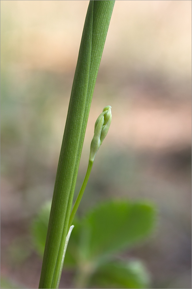 Изображение особи Convallaria majalis.