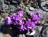 Oxytropis nigrescens. Цветущее растение. Чукотка, Чаунский р-н, окр. пос. Комсомольский, щебнистая тундра. 10.06.2018.