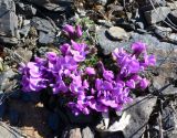 Oxytropis nigrescens