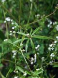 Galium uliginosum