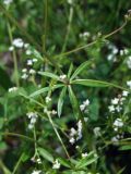 Galium uliginosum. Часть побега с мутовкой листьев. Магаданская обл., окр. г. Магадан, ост. \"Аммональная\", в разнотравье около р. Балахапчан. 10.08.2018.