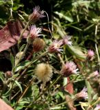 Erigeron orientalis