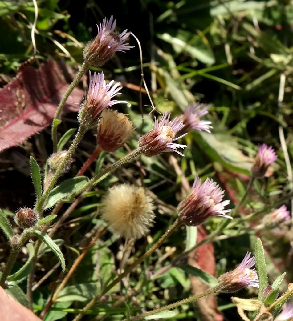 Изображение особи Erigeron orientalis.