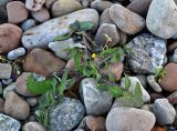 Sonchus oleraceus. Расцветающее растение. Новгородская обл., берег оз. Ильмень, геологический памятник \"Ильменский глинт\", каменистый берег озера. 04.11.2018.