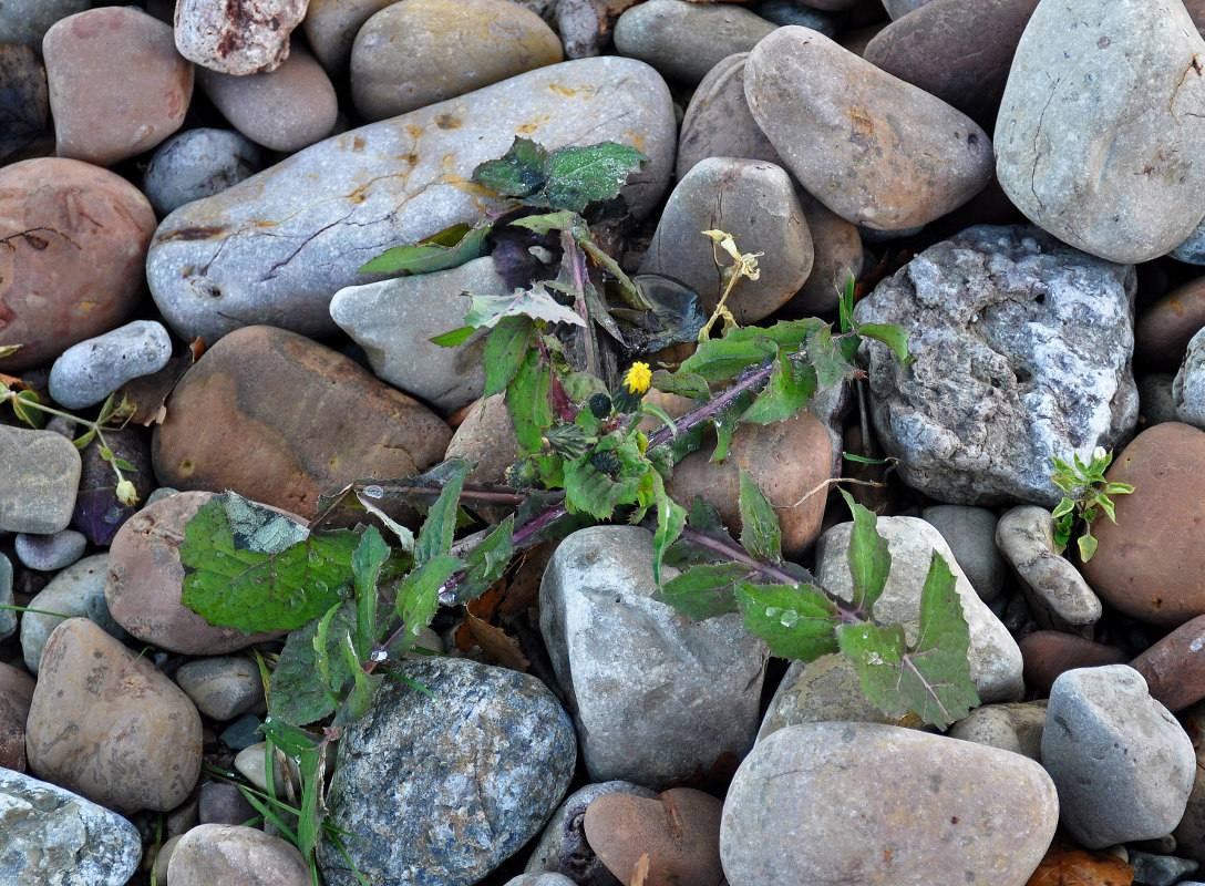 Изображение особи Sonchus oleraceus.