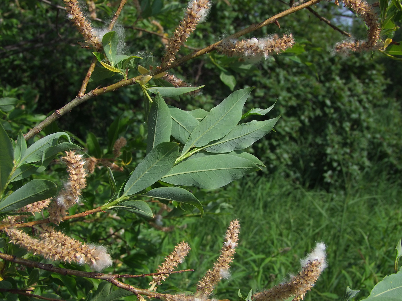 Изображение особи Salix udensis.