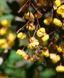 Berberis форма atropurpurea