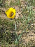 Tulipa lehmanniana