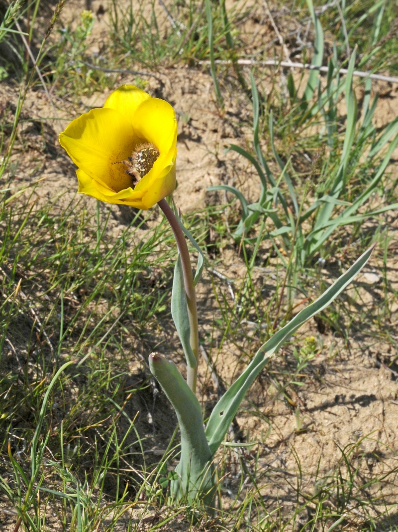 Image of Tulipa lehmanniana specimen.