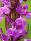 Dactylorhiza urvilleana