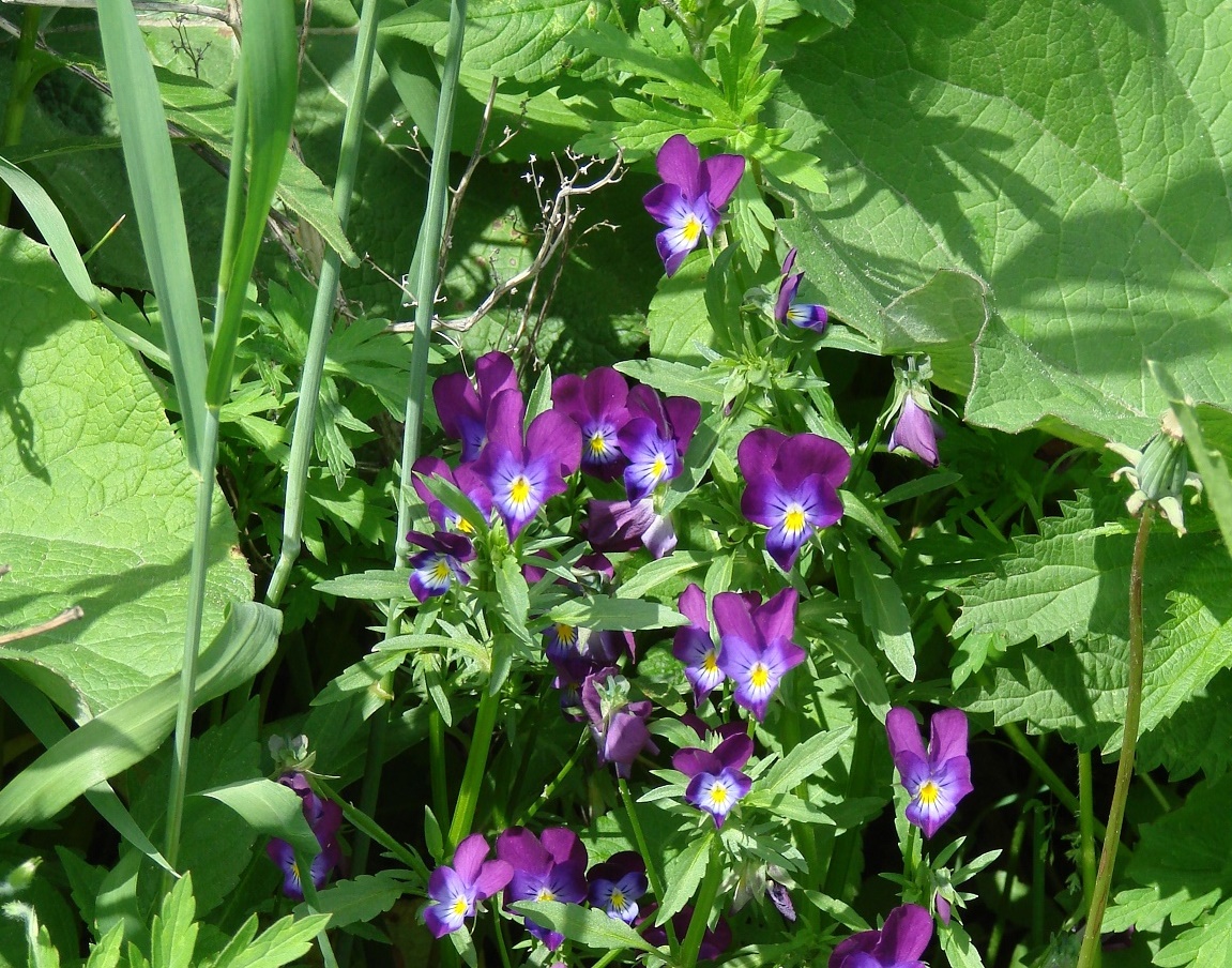 Image of Viola wittrockiana specimen.