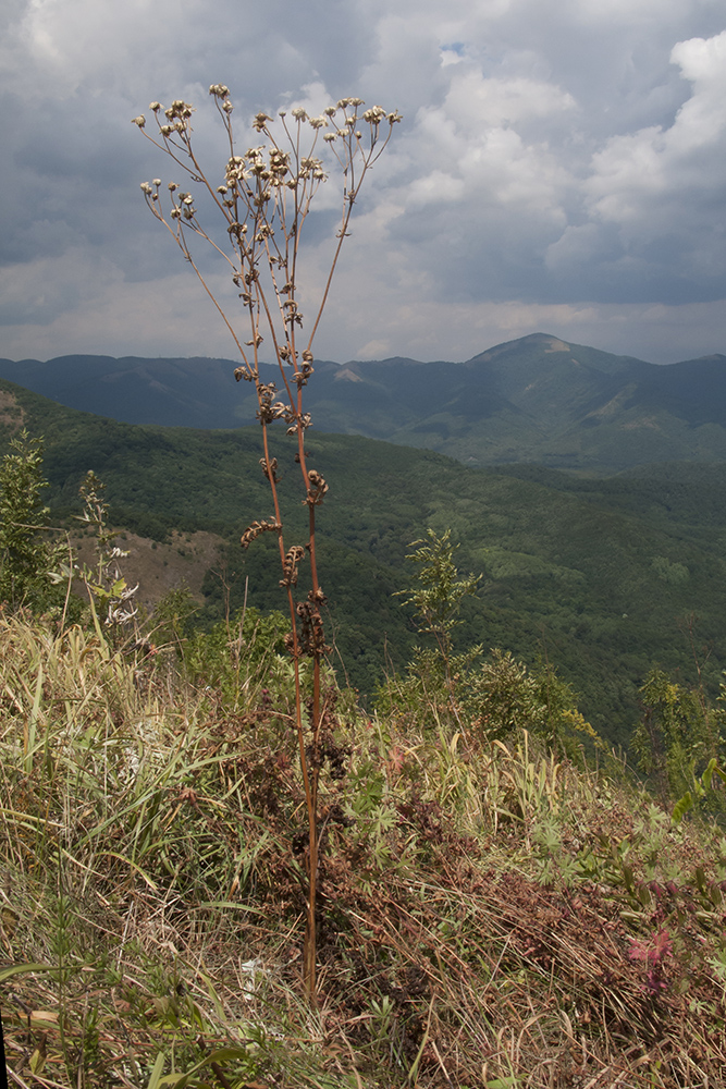 Image of Pyrethrum corymbosum specimen.