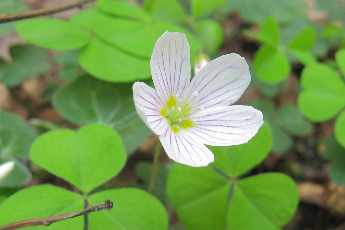 Изображение особи Oxalis acetosella.