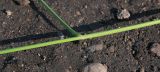 Carex lithophila