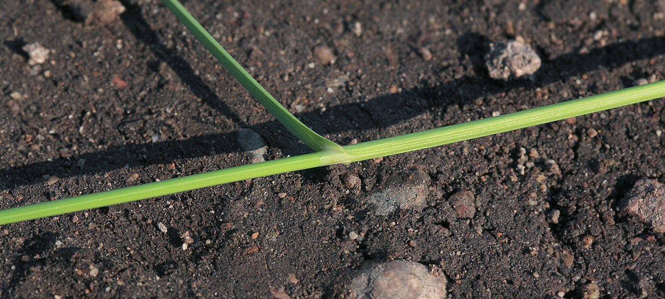 Image of Carex lithophila specimen.