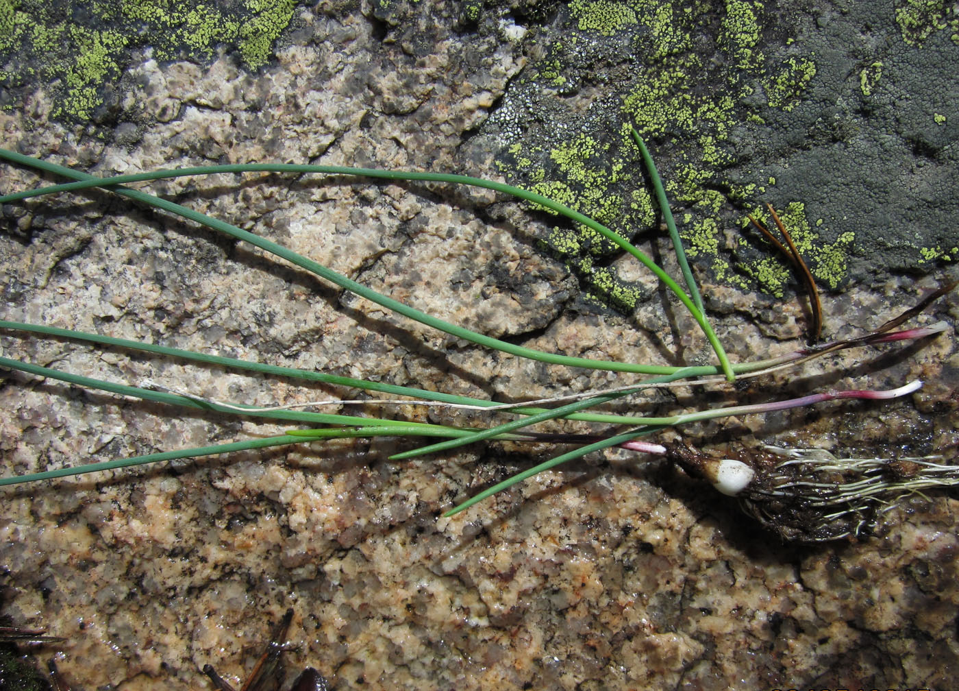 Image of genus Allium specimen.
