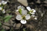 Arabis alpina. Цветки. Украина, Закарпатская обл., Раховский р-н, хр. Свидовец, ≈ 1800 м н.у.м., каменистая осыпь. 2 июля 2010 г.