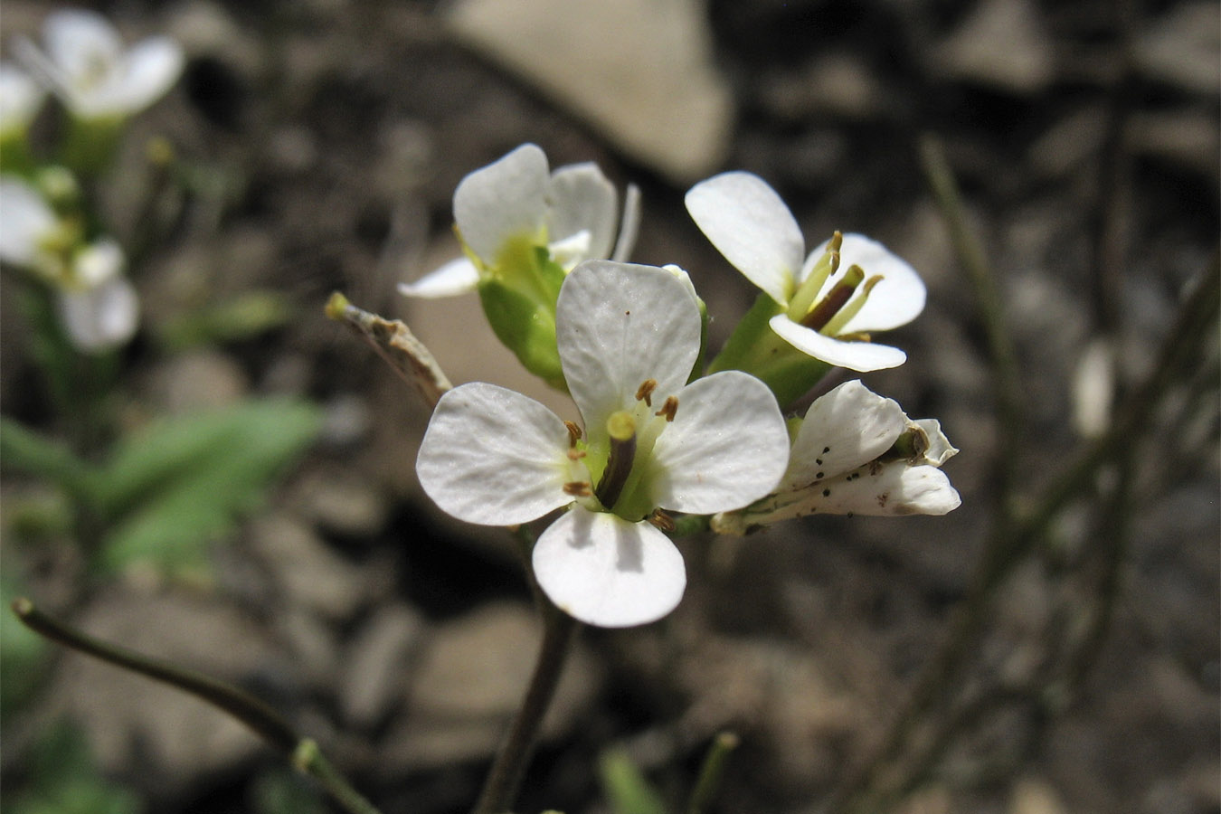 Изображение особи Arabis alpina.