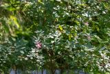 Rosa glauca. Часть цветущего растения. Кировская обл., г. Киров, Ботанический сад Вятского государственного университета, в культуре. 29.06.2018.