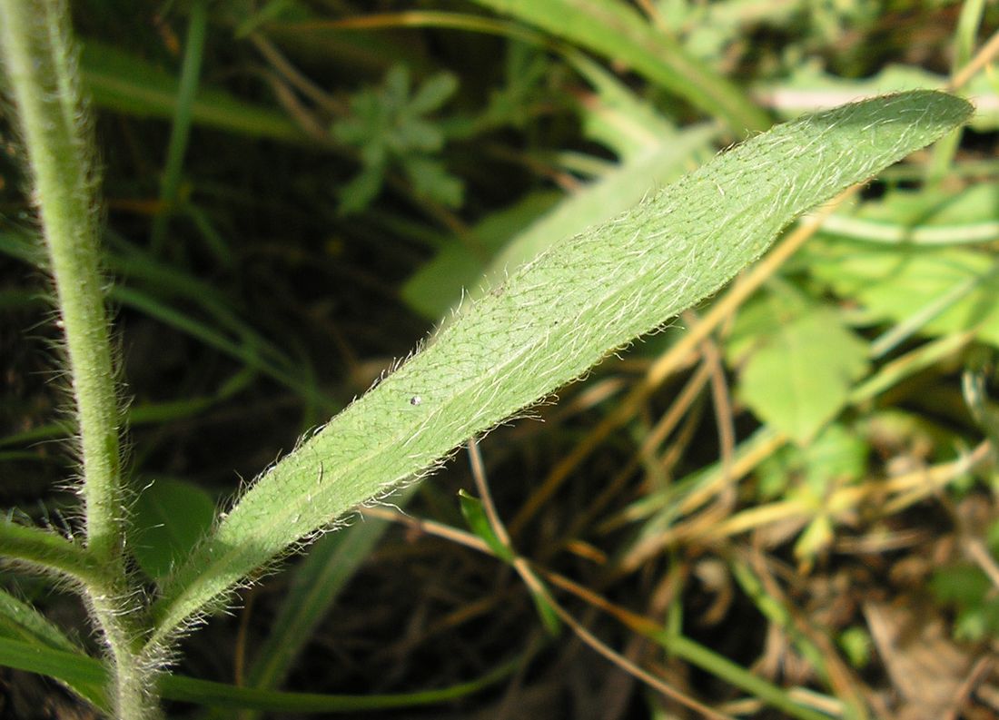 Изображение особи Pilosella echioides.