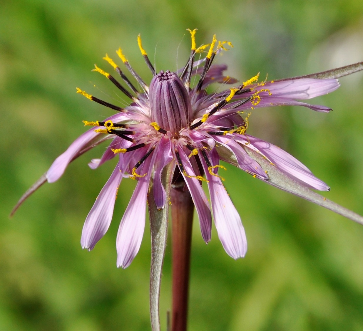 Image of Tragopogon porrifolius ssp. longirostris specimen.