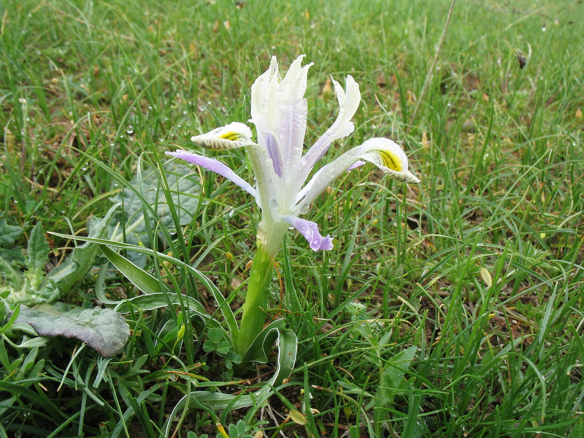 Image of Juno narbutii specimen.