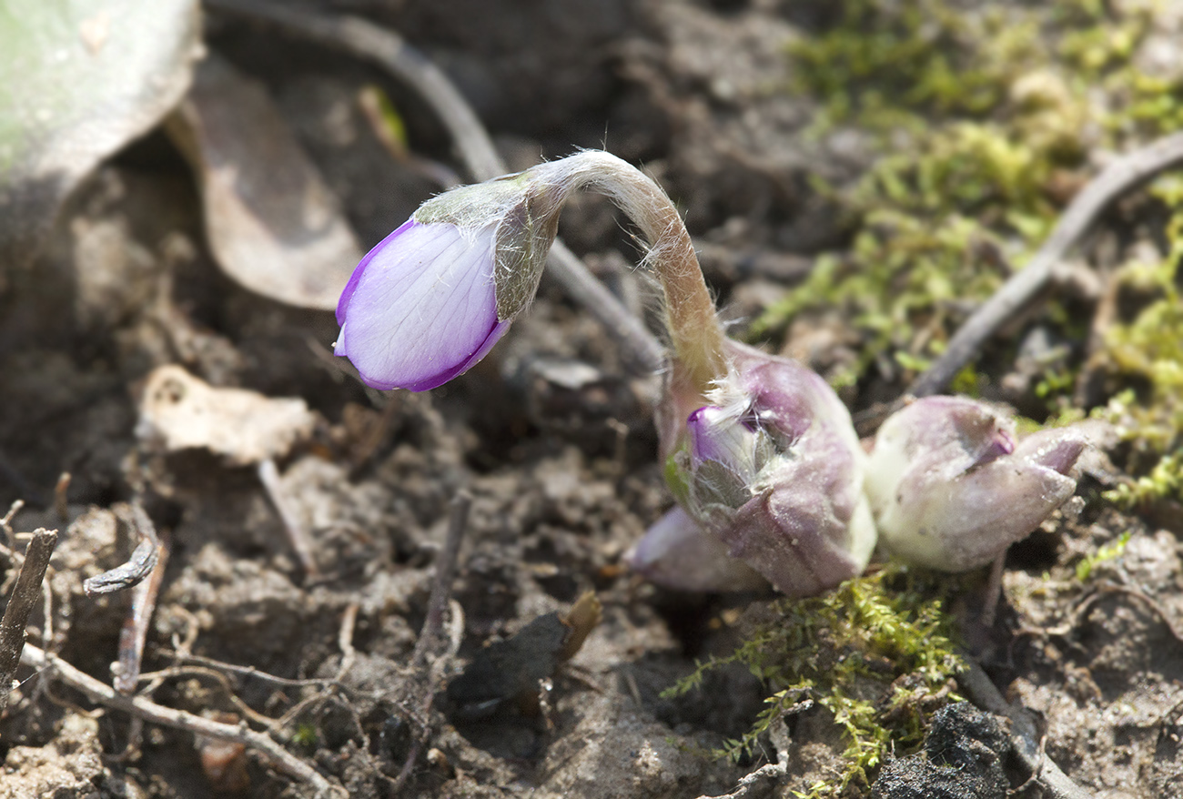 Image of Hepatica nobilis specimen.