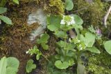 Arabis nordmanniana