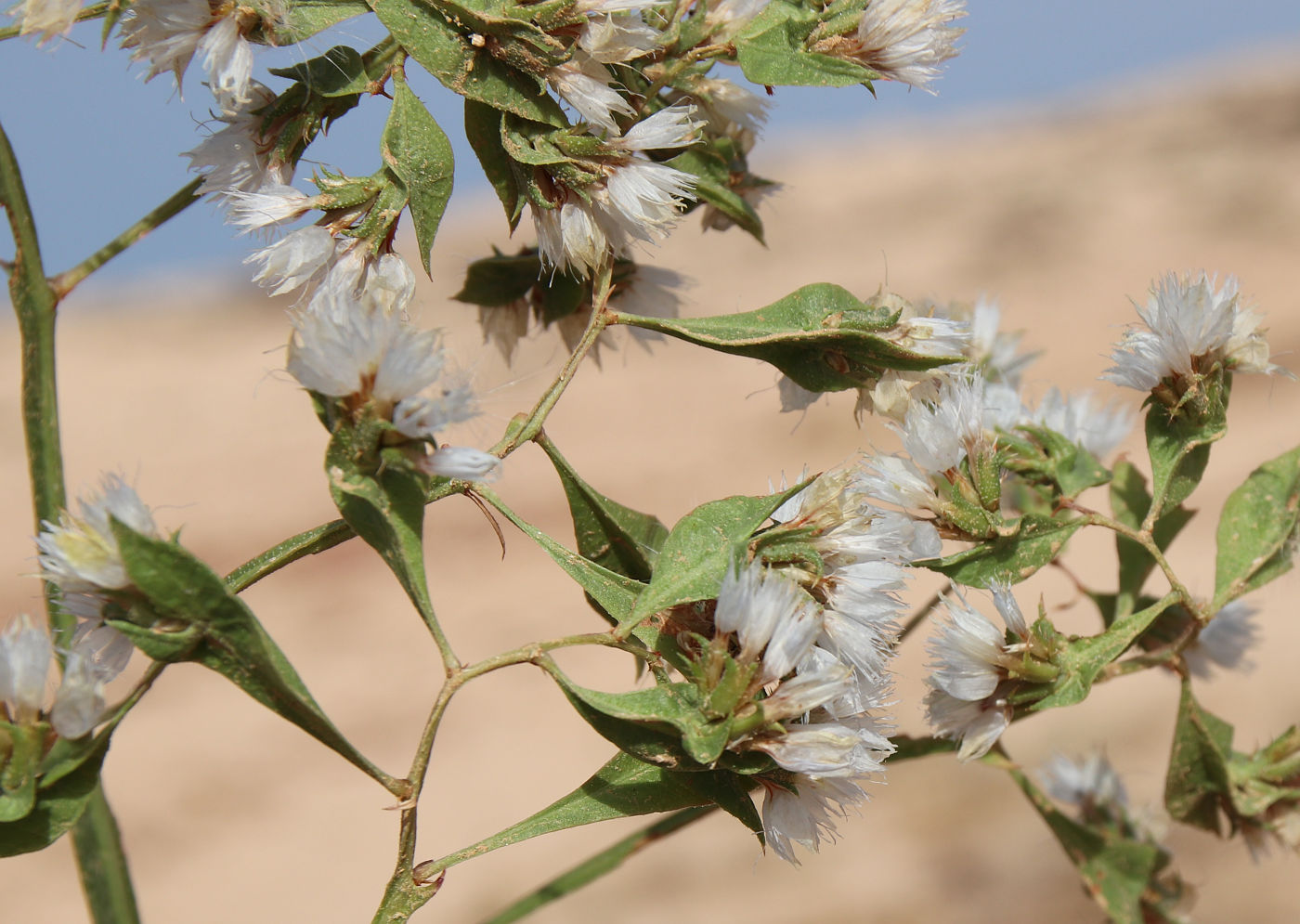 Image of Limonium lobatum specimen.