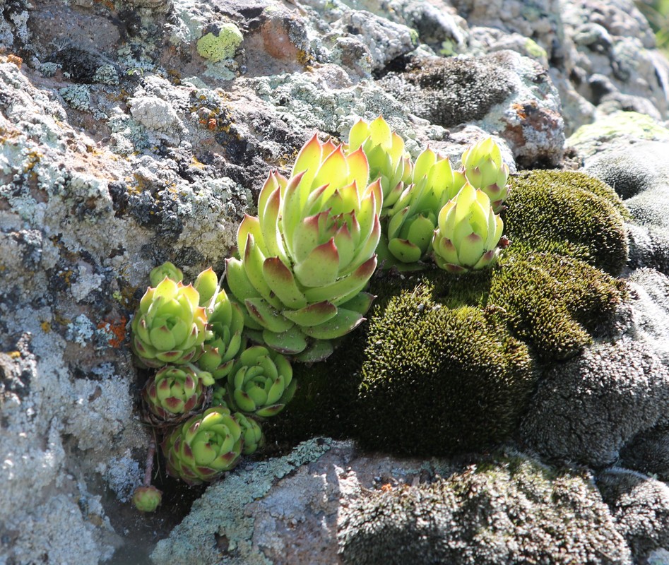 Изображение особи Sempervivum caucasicum.