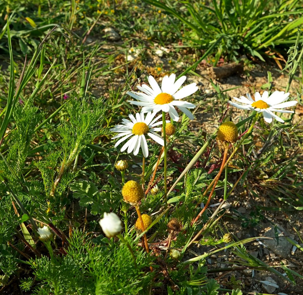 Image of Tripleurospermum inodorum specimen.