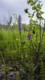 Dactylorhiza fuchsii