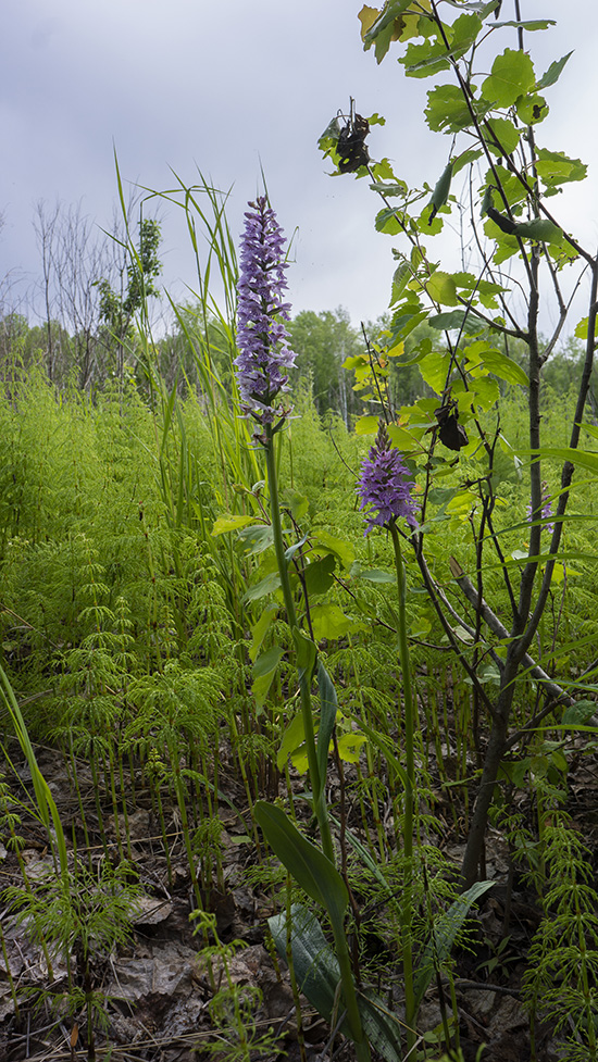 Изображение особи Dactylorhiza fuchsii.