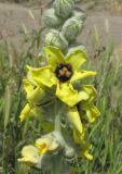 Verbascum formosum. Часть соцветия с цветками и бутонами. Дагестан, Магарамкентский р-н, окр. с. Гарах, остепнённый склон. 4 июня 2019 г.