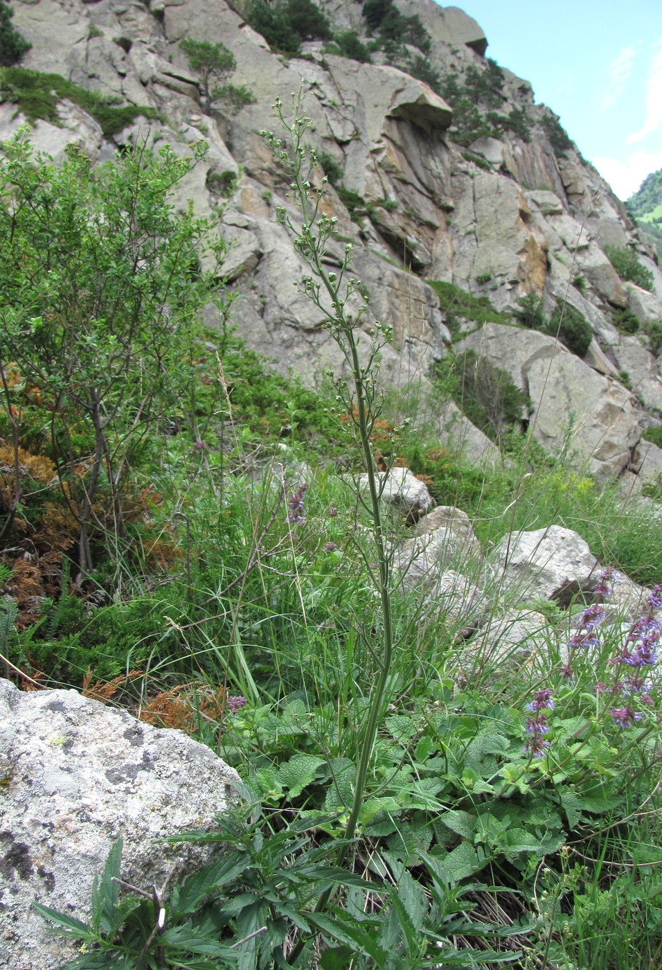 Image of Scrophularia orientalis specimen.