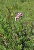 Allium rubens