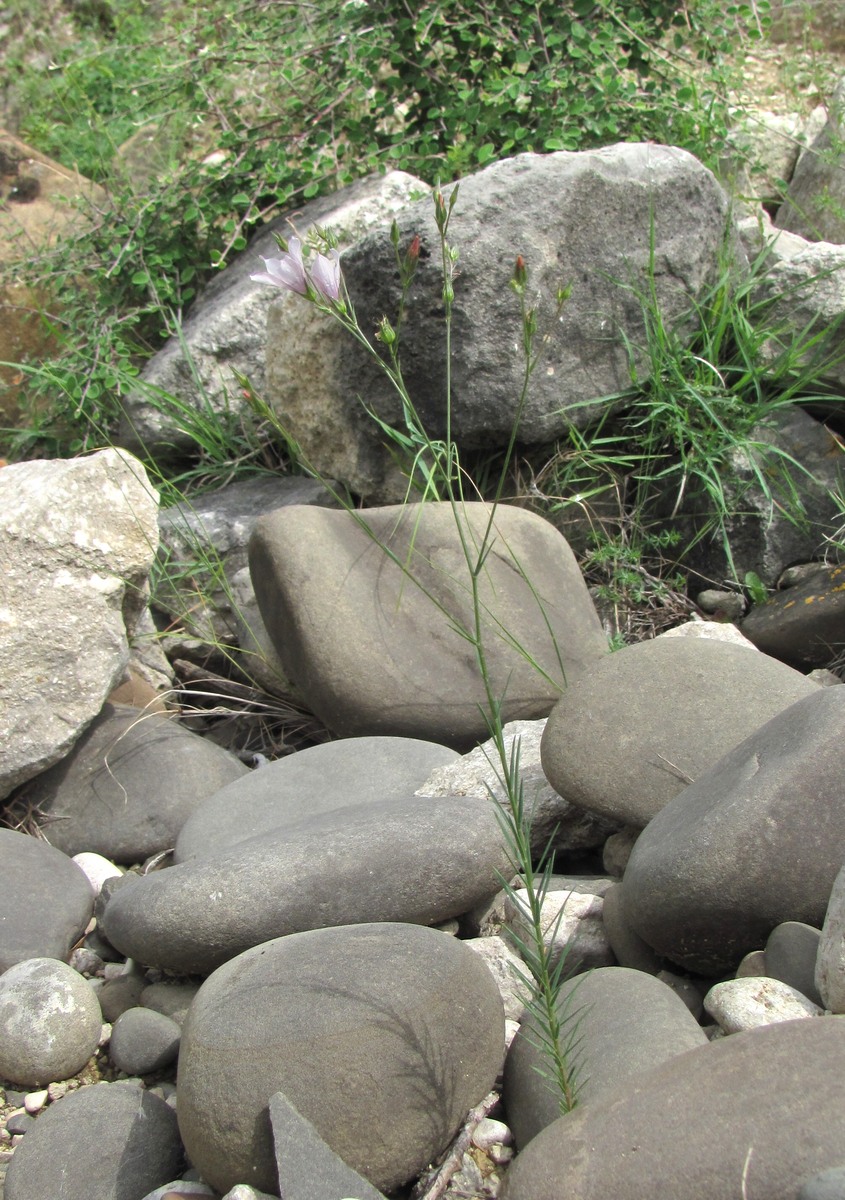 Image of Linum tenuifolium specimen.