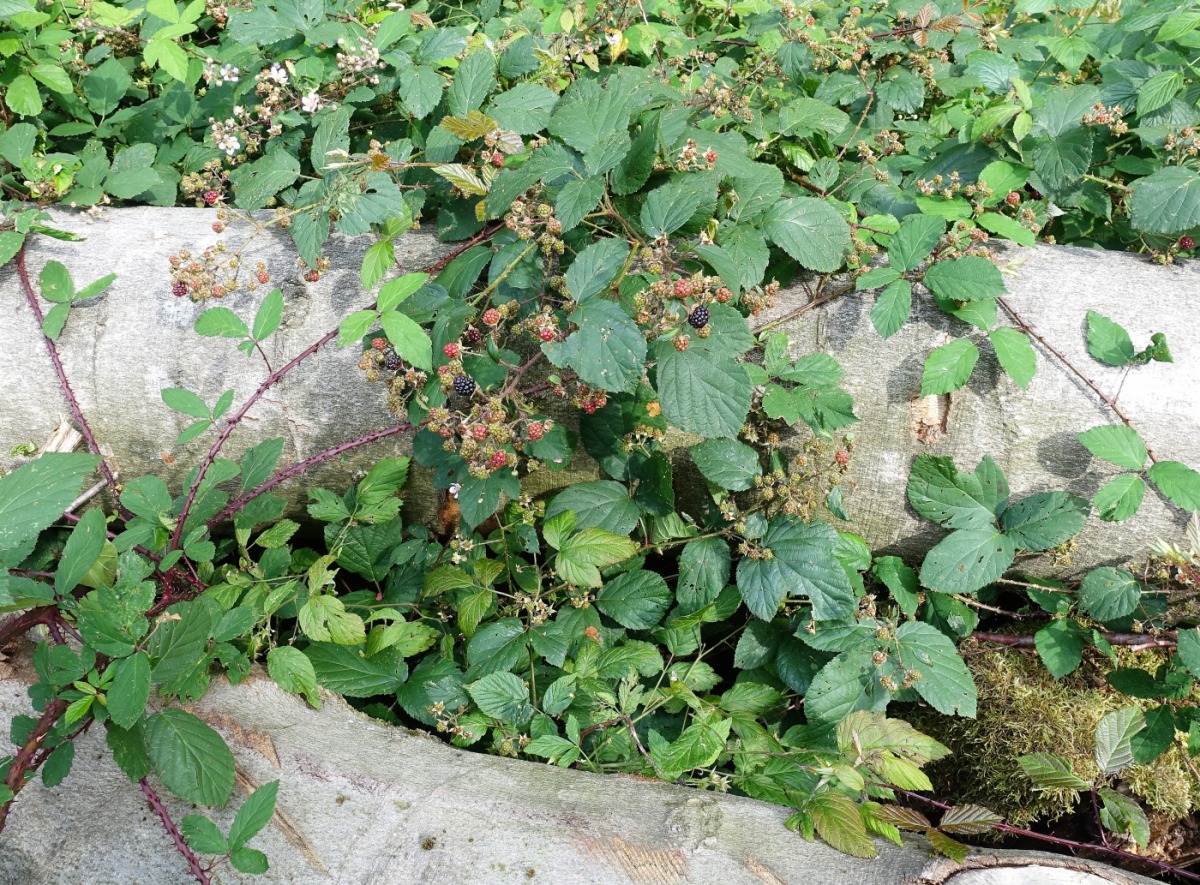 Image of genus Rubus specimen.