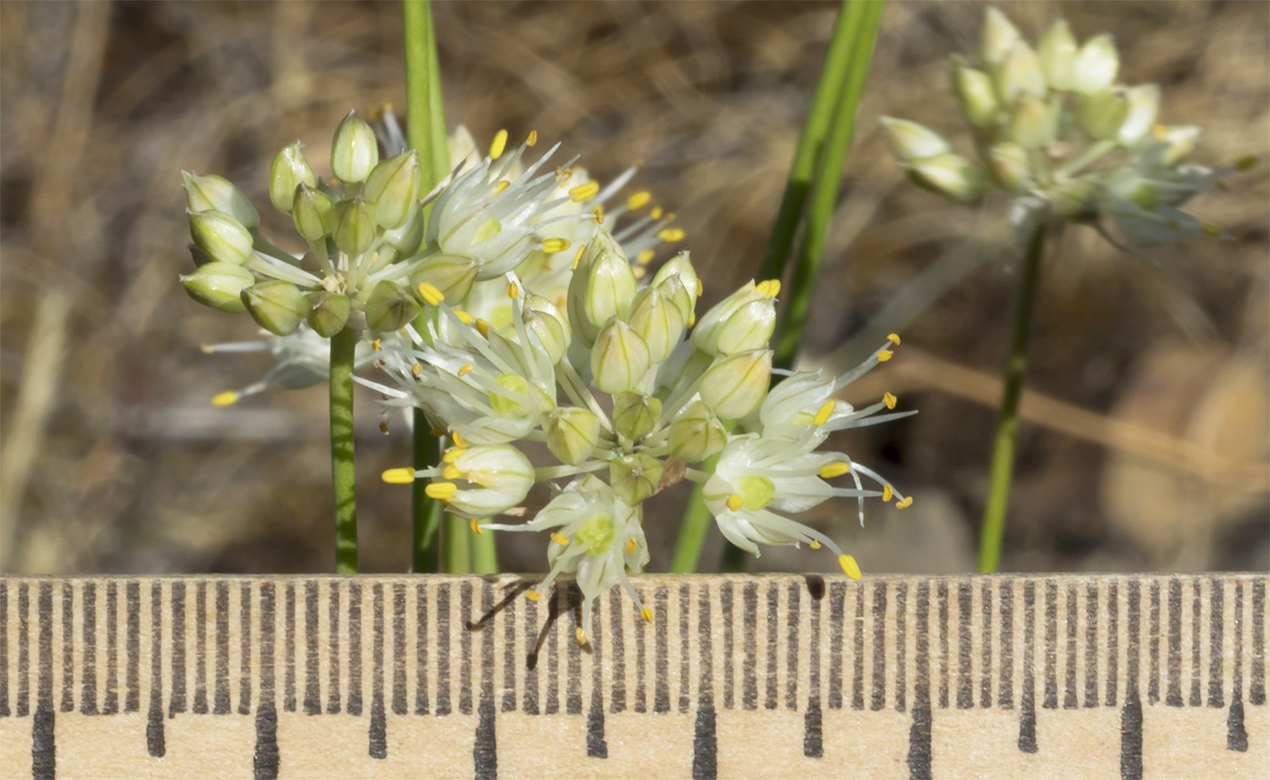 Image of Allium marschallianum specimen.