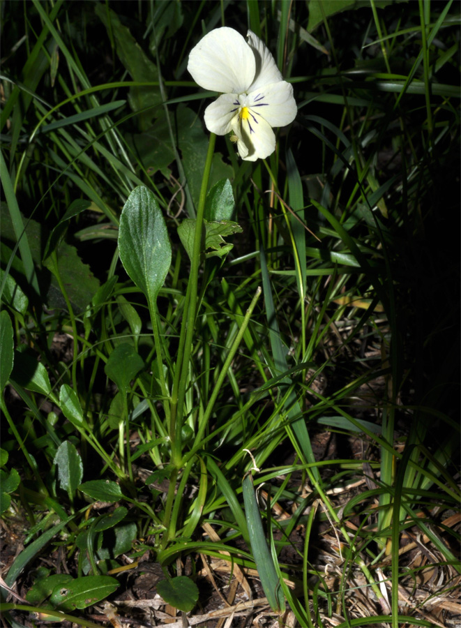 Image of Viola &times; tigirekica specimen.