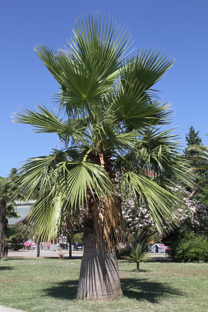 Image of Washingtonia filifera specimen.