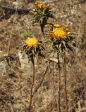Carlina corymbosa