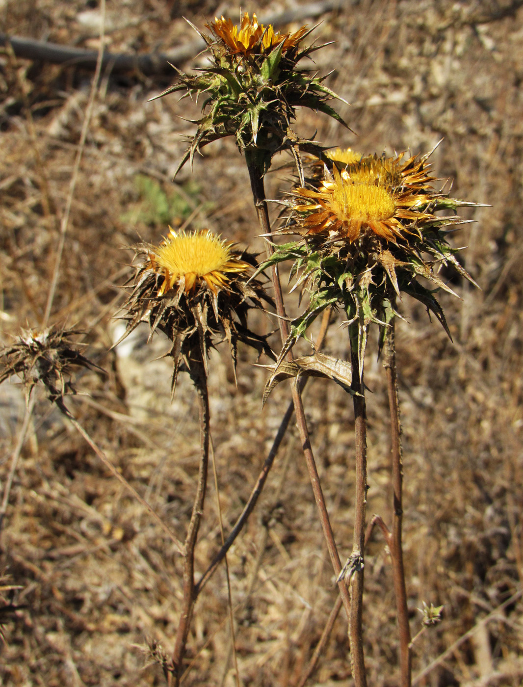 Image of Carlina corymbosa specimen.