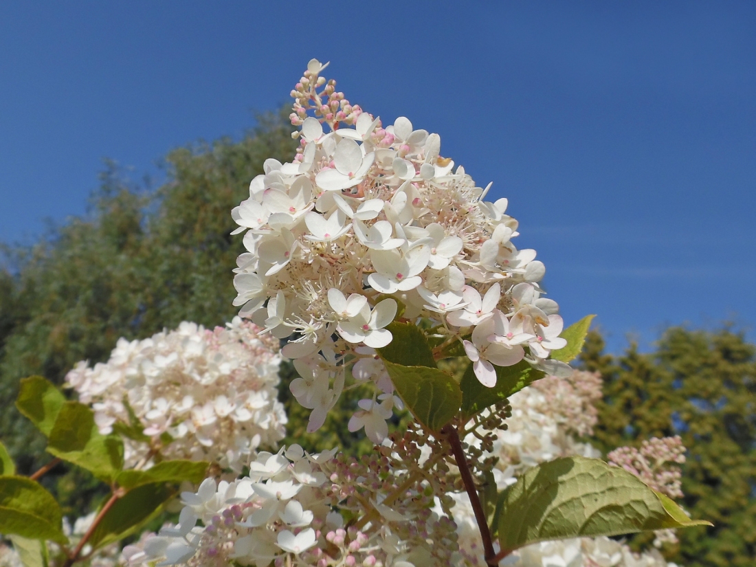 Image of Hydrangea paniculata specimen.