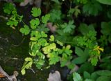 Corydalis ochotensis