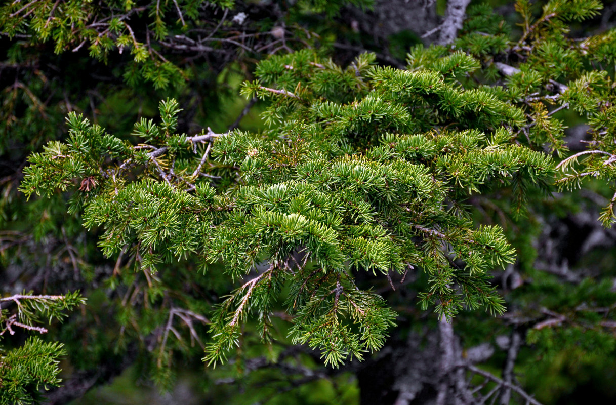 Изображение особи Picea obovata.