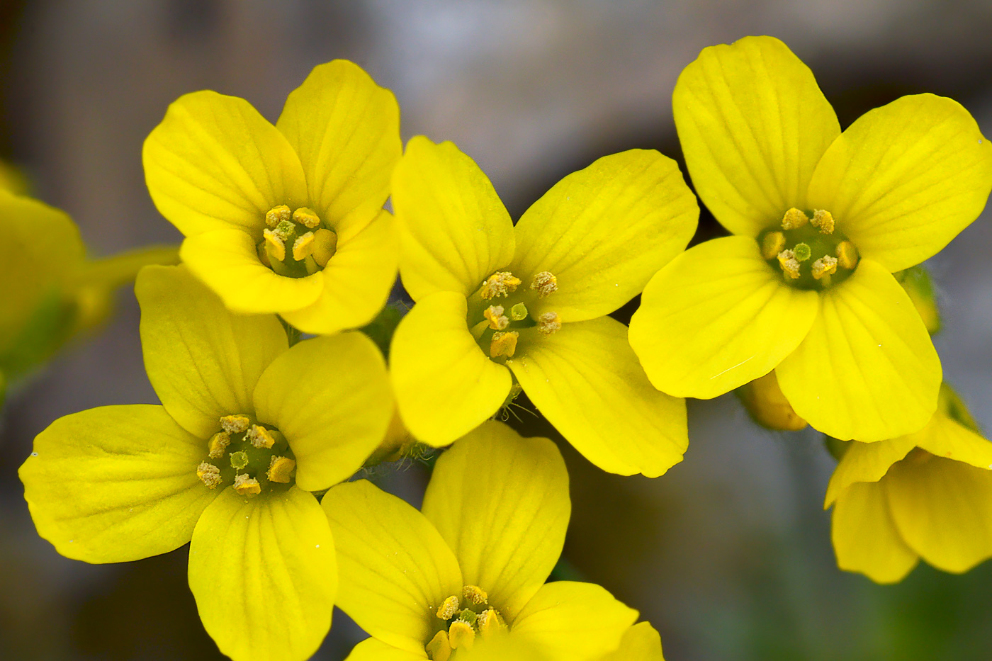 Image of Draba bruniifolia specimen.