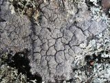 Diploschistes scruposus